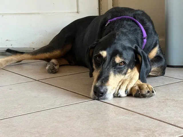 Ruger - Black and Tan Coonhound