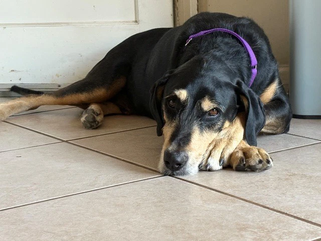 Ruger