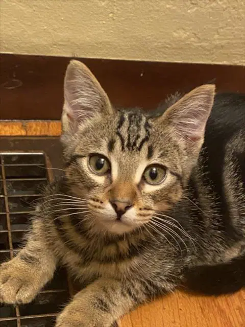 Otis - Domestic Short Hair