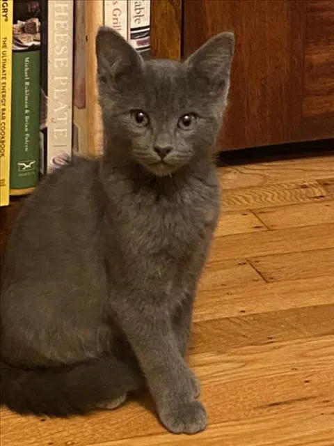 Gus - Domestic Short Hair