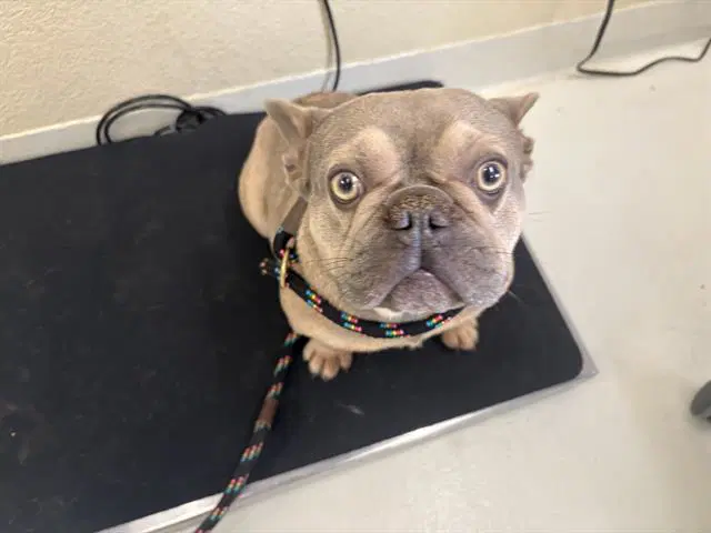 Napoleon - French Bulldog