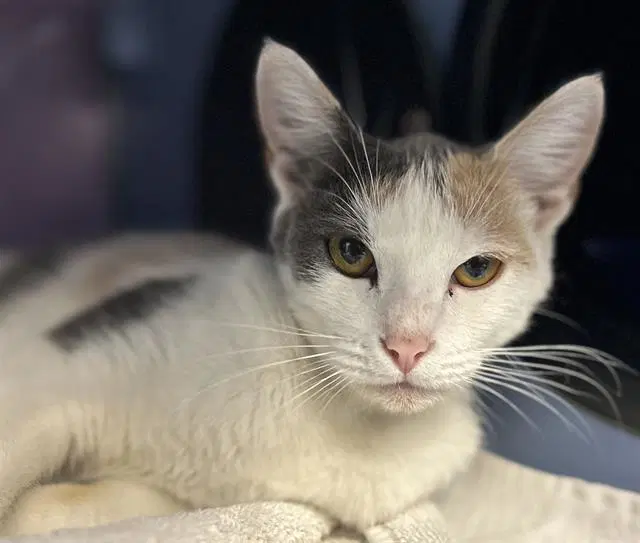 Cassidy - Domestic Short Hair