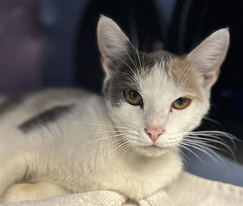 picture of the cat needing adoption
