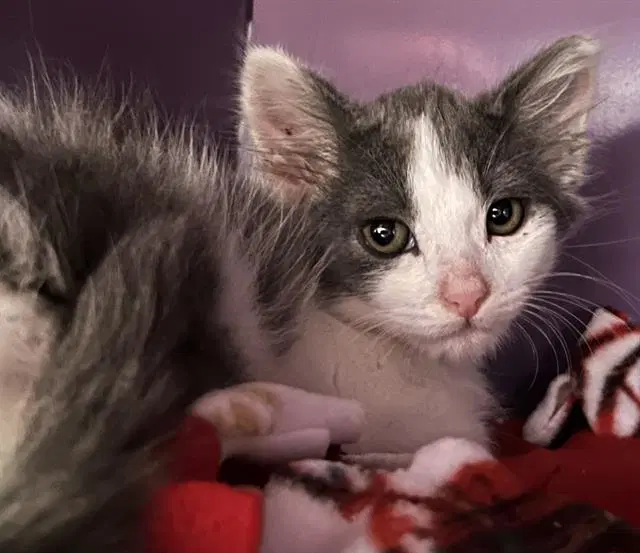 Watson - Domestic Medium Hair