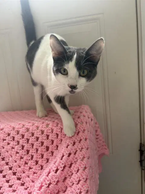 Luna - Domestic Short Hair