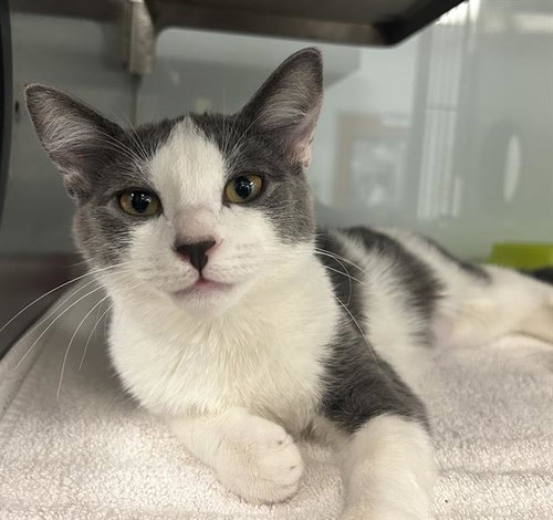 picture of the cat needing adoption