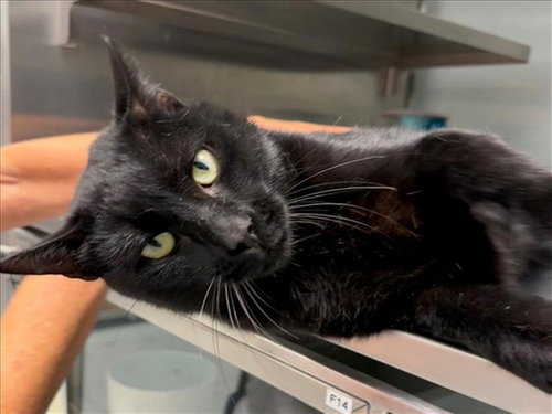 picture of the cat needing adoption