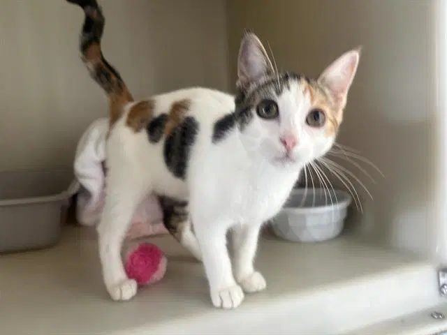Cosette - Domestic Short Hair
