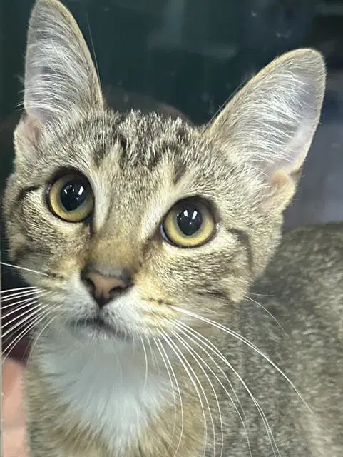 Odette - Domestic Short Hair