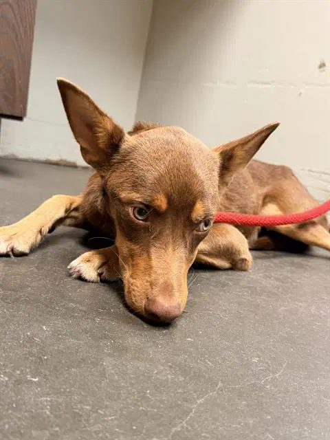 Phillip - Doberman Pinscher