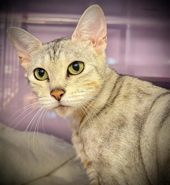 Luna - Bengal