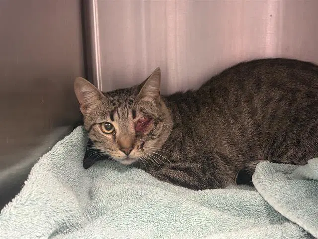 Monocle - Domestic Short Hair