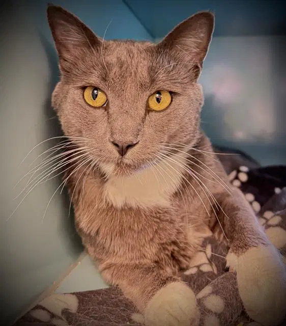 Gazpacho - Domestic Short Hair