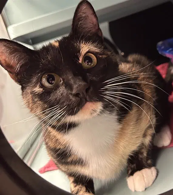 Yumi - Domestic Short Hair