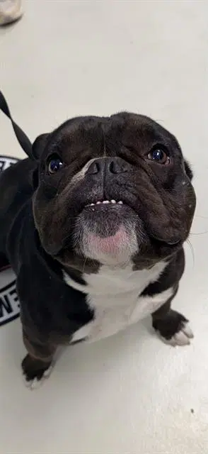 Draco - French Bulldog