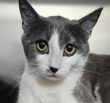 Chrissy - Domestic Short Hair