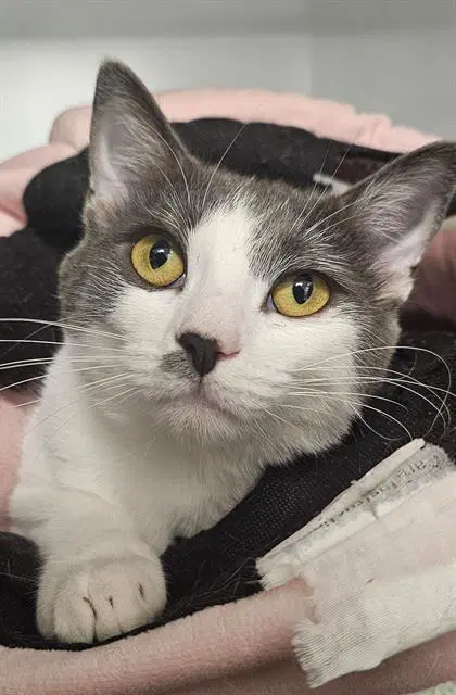 Chrissy - Domestic Short Hair