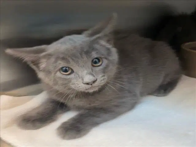 Shimmer - Domestic Short Hair