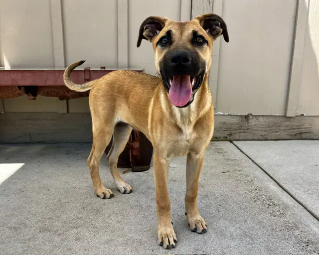 Sadie - Belgian Shepherd Malinois