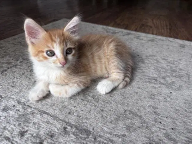 Cheeto - Domestic Short Hair