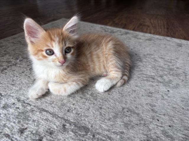 Cheeto