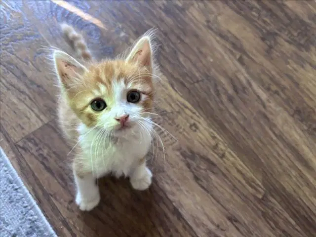 Dorito - Domestic Short Hair