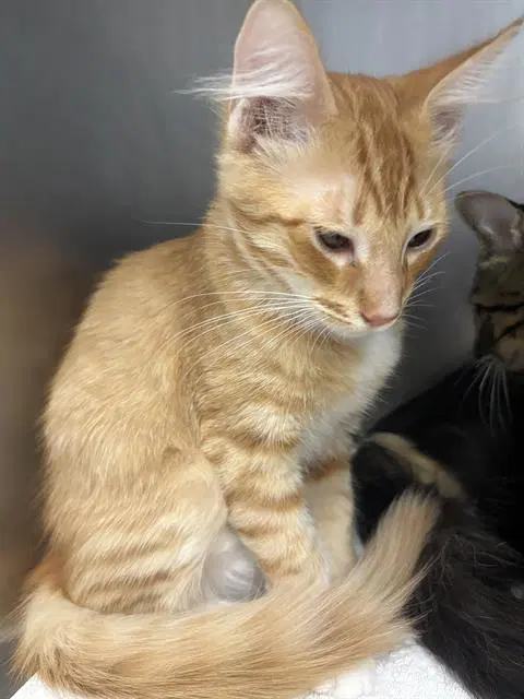Fire - Domestic Medium Hair