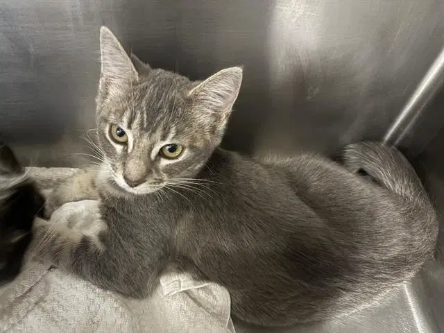 Sparks - Domestic Short Hair