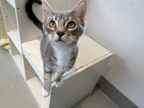 picture of the cat needing adoption