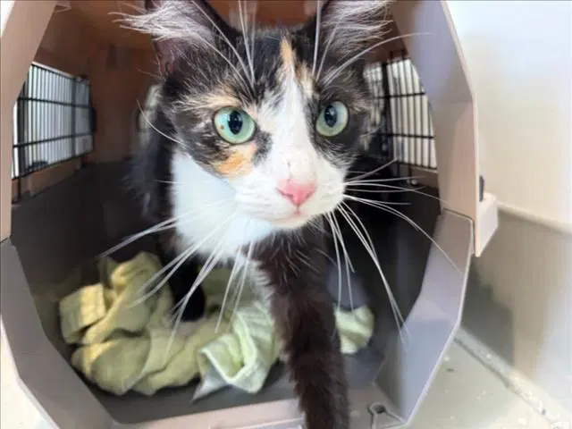 Mystic - Domestic Long Hair