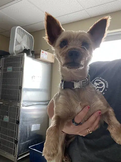 Lucky - Yorkshire Terrier Yorkie