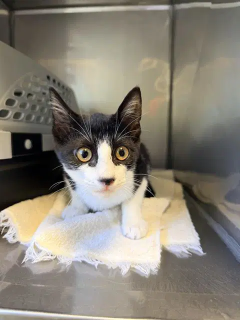 Bianca - Domestic Short Hair