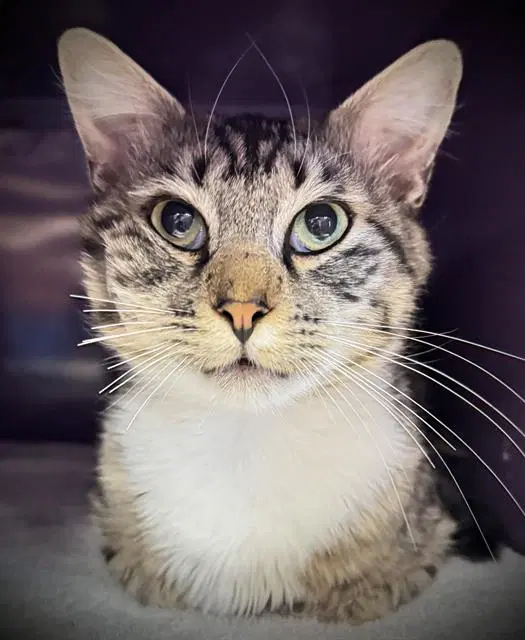 Hunky Heirloom - Domestic Short Hair