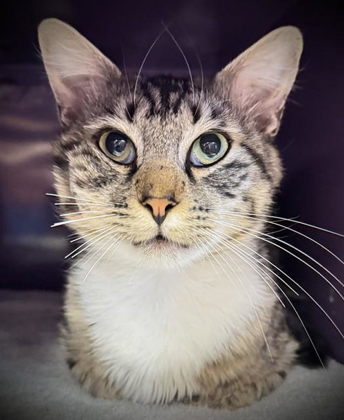 picture of the cat needing adoption