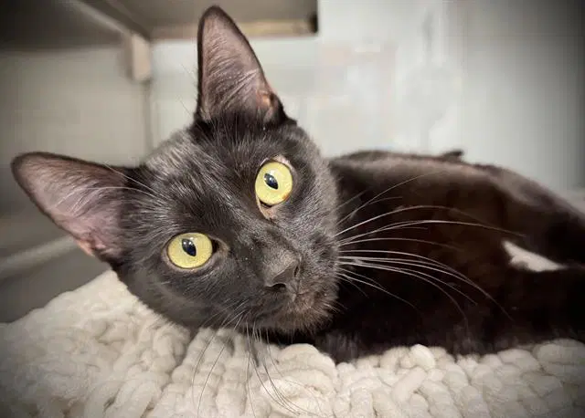 Binx - Domestic Short Hair