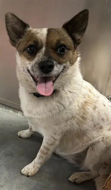 Rouse Mouse - Australian Cattle Dog/Blue Heeler