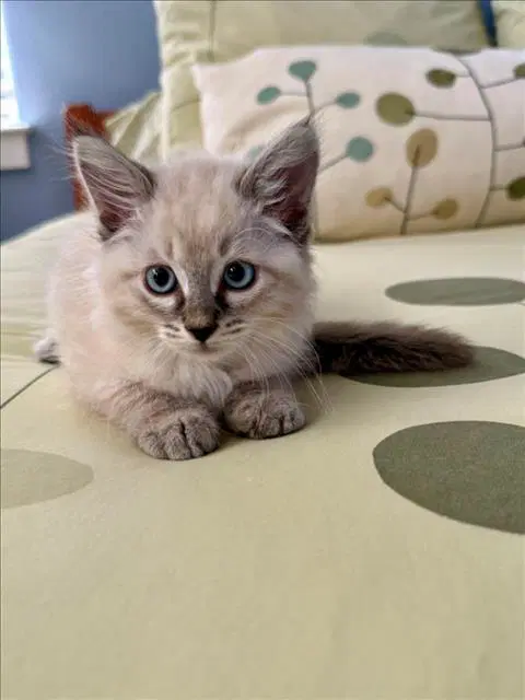 Electra - Siamese