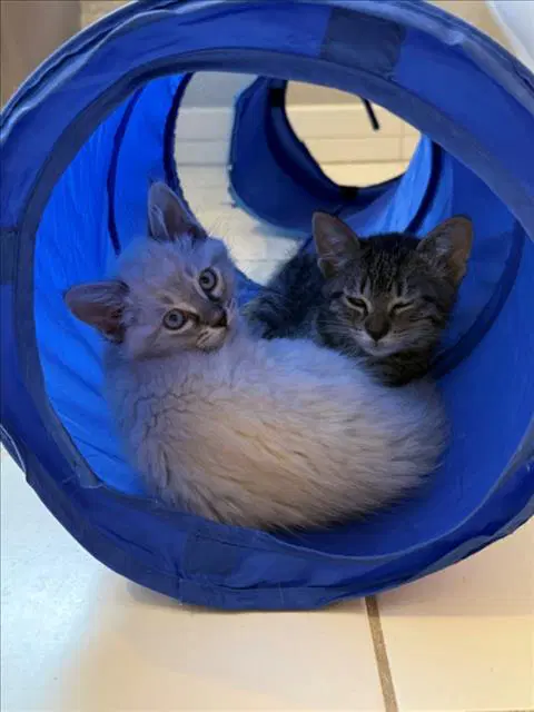 Maia - Domestic Short Hair