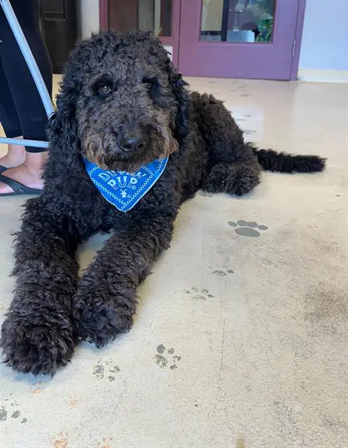 Diesel - Poodle (Standard)