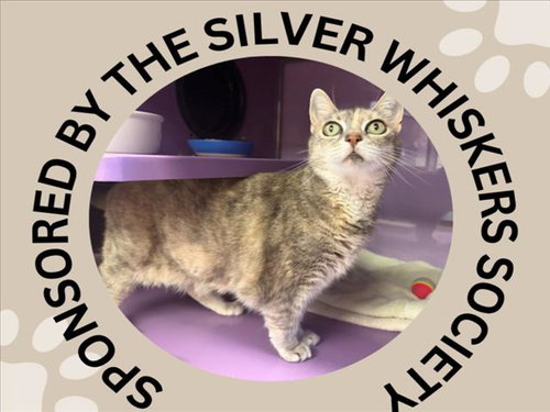 picture of the cat needing adoption