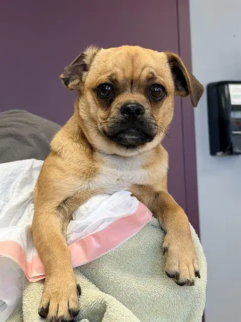 Dash - Pug