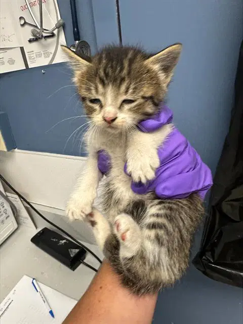 Unknown - Domestic Short Hair