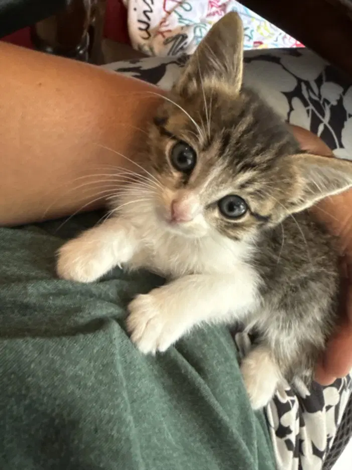 Unknown - Domestic Short Hair