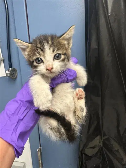 Unknown - Domestic Short Hair