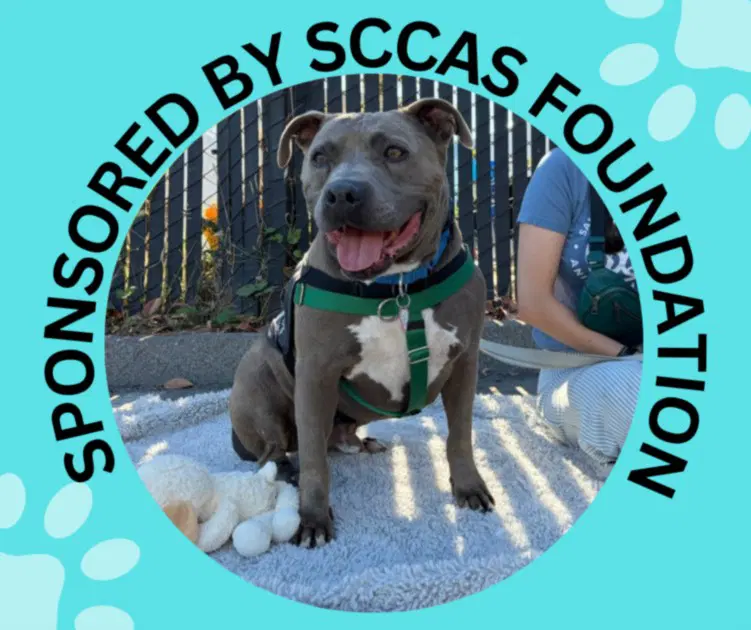 Dorian - Staffordshire Bull Terrier