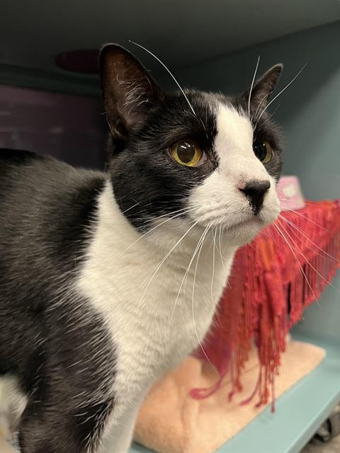 picture of the cat needing adoption