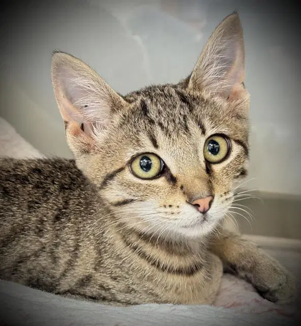 Reba - Domestic Short Hair