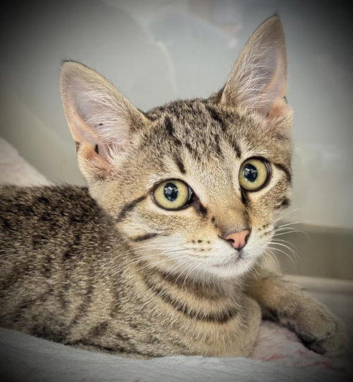 picture of the cat needing adoption