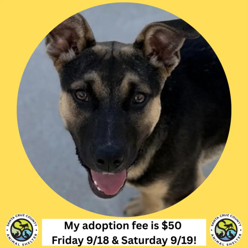 Bruno - German Shepherd Dog