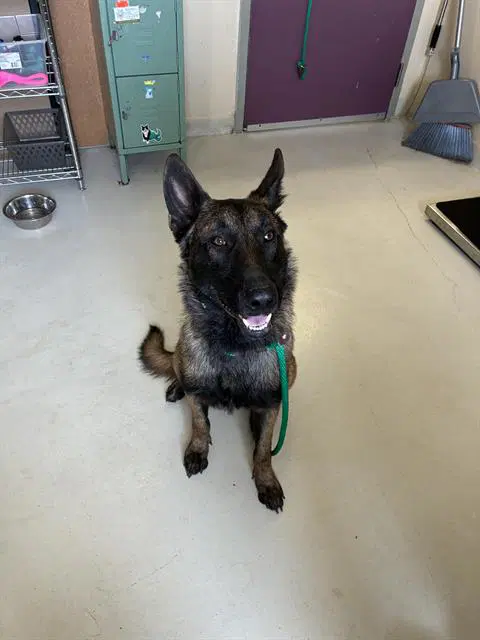 Mason - Belgian Shepherd Malinois